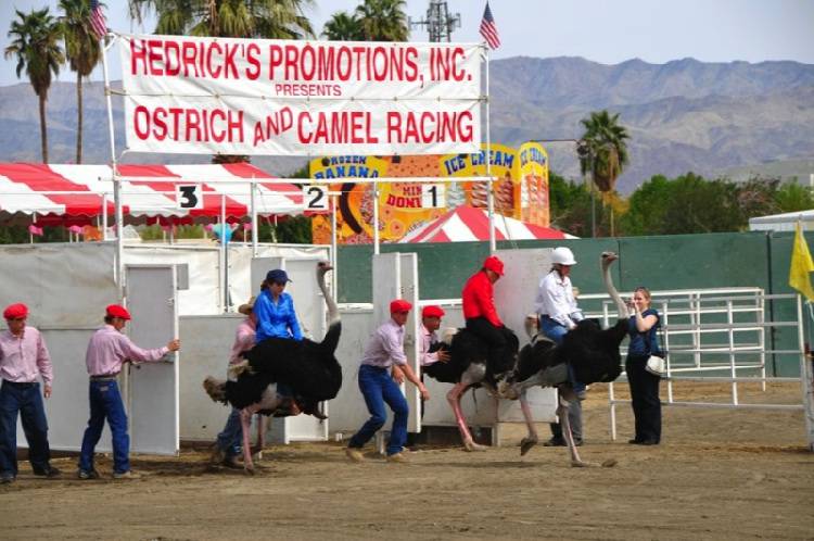 Ostrich Racing Rooks County Hedrick's Ostrich Race photos | Hedrick's Promotions, Inc.