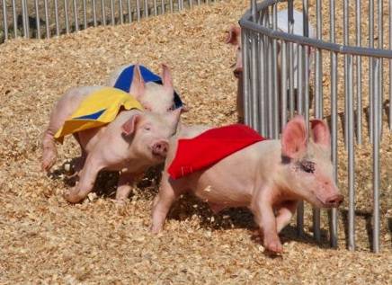 Hedrick's Pig Races photos | Hedrick's Promotions, Inc.