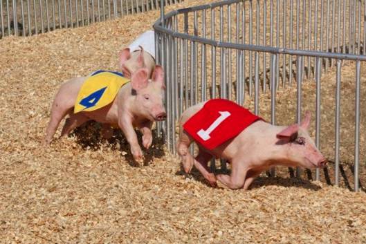 Hedrick's Pig Races photos | Hedrick's Promotions, Inc.
